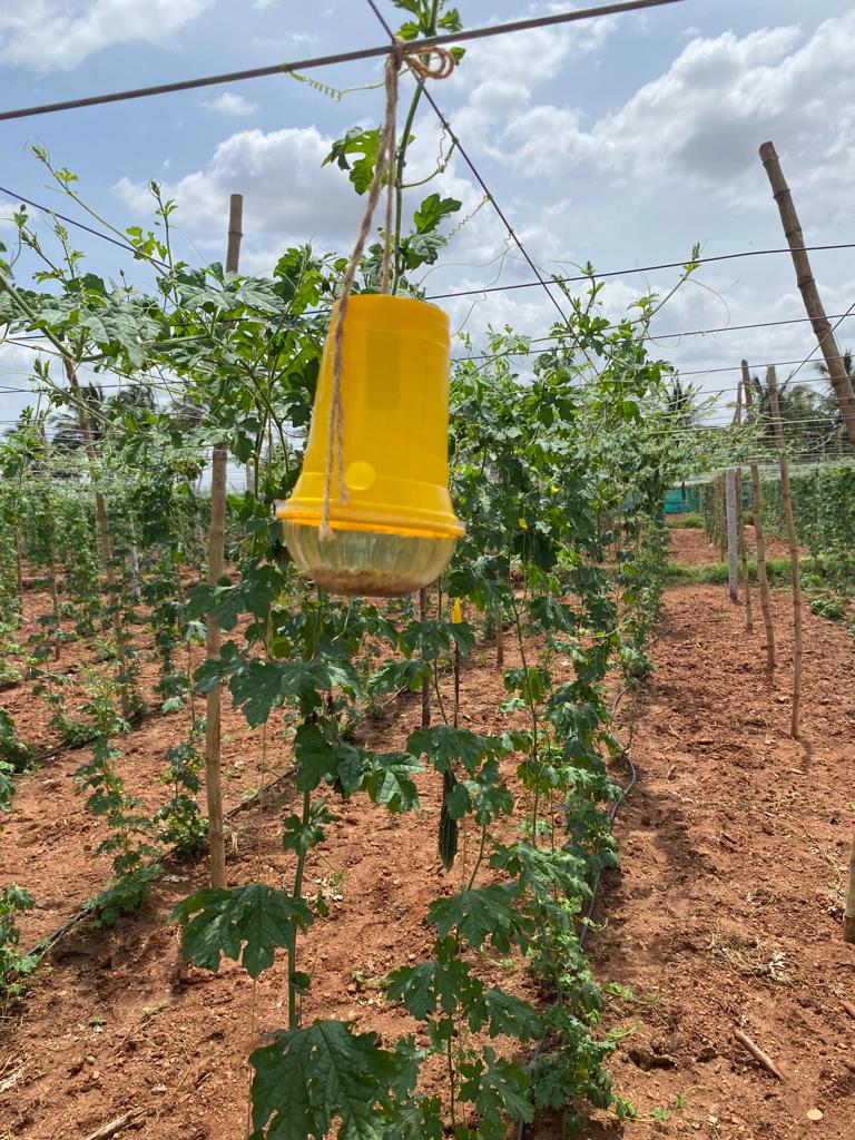 Eco Fruit fly Trap for Garden & Farm  