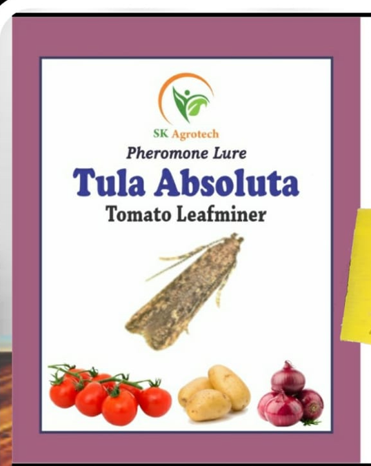 Tuta absoluta Tomato leaf miner pheromone lure for tomato crop