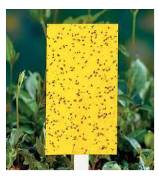 Yellow Sticky Trap Catches -10 & 25 pieces