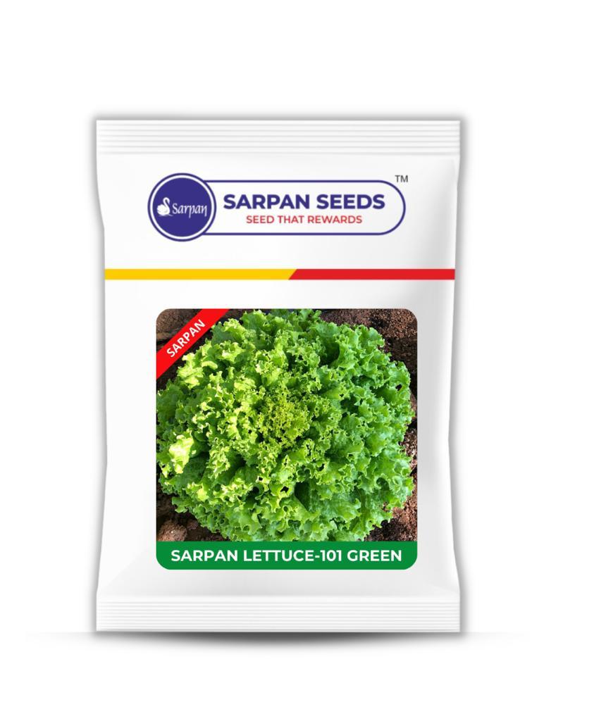 Sarpan Lettuce green