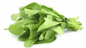 SPINACH | FB-AVANTIKA -F1 Hybrid Spinach Seeds | High Yield Spinach | Fast Growing Spinach | Disease Resistant Spinach