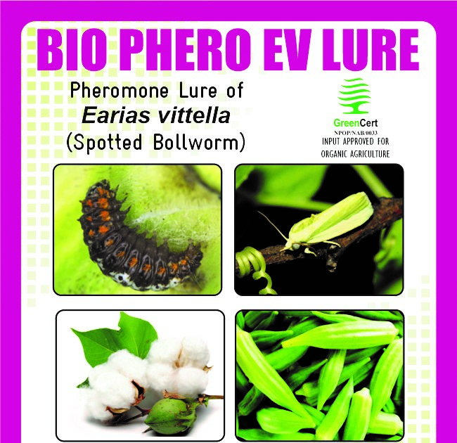 BIO PHERO EV with FUNNEL TRAP Earias vittella(Spotted Bollworm) Pack of 10