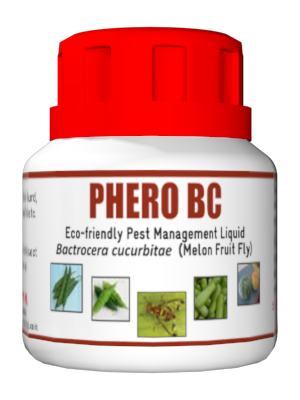 BIO PHERO BC Regular with Macphill trap Bacterocera cucurbitae(Melon Fruit Fly) (10 piece)