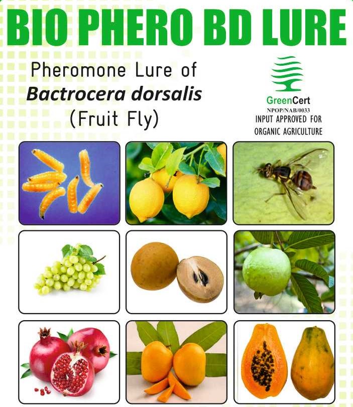 BIO PHERO BD Plus  120  with MACPHILL TRAP Bacterocera cucurbitae(Melon Fruit Fly) Pack of 5