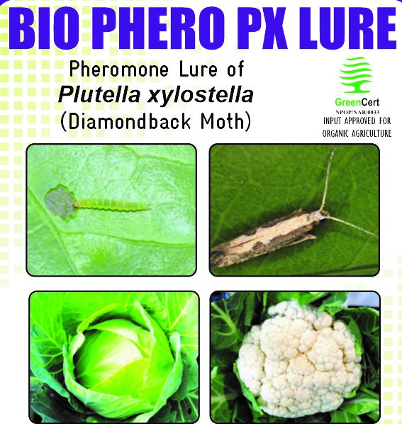 BIO PHERO PX  with DELTA TRAP Plutella xylostella(Diamondback Moth) pack of 10