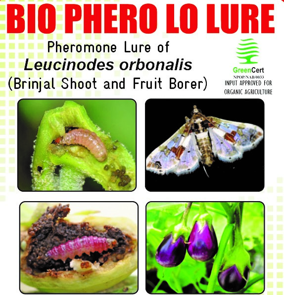 BIO PHERO LO with Delta TrapLeucinodes orbonalis(Brinjal Shoot and Fruit Borer) Pack of 10