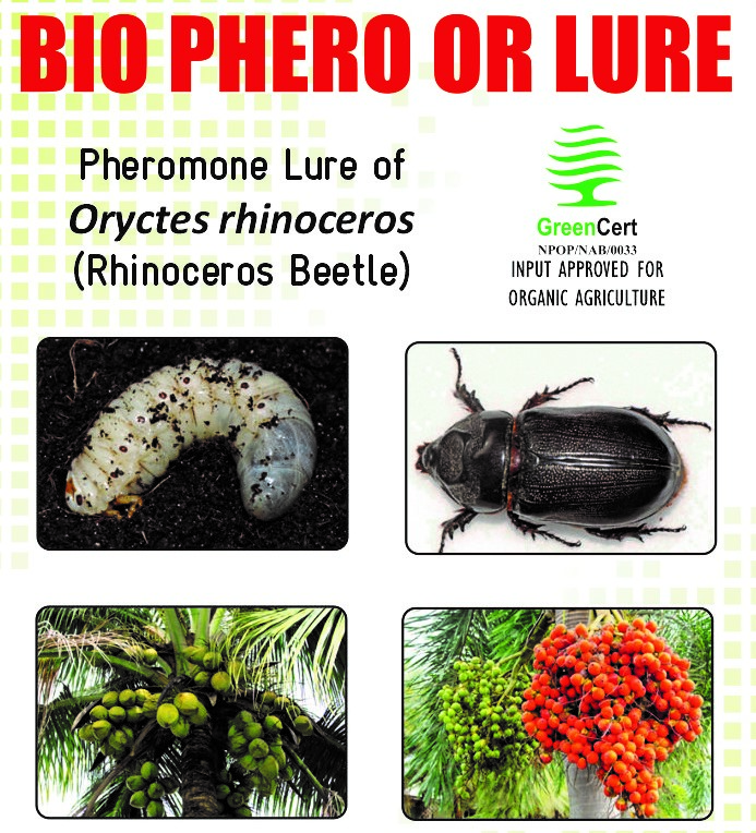 BIO PHERO OR with Bucket Trap Oryctes rhinoceros(Rhinoceros Beetle) Pack of 5