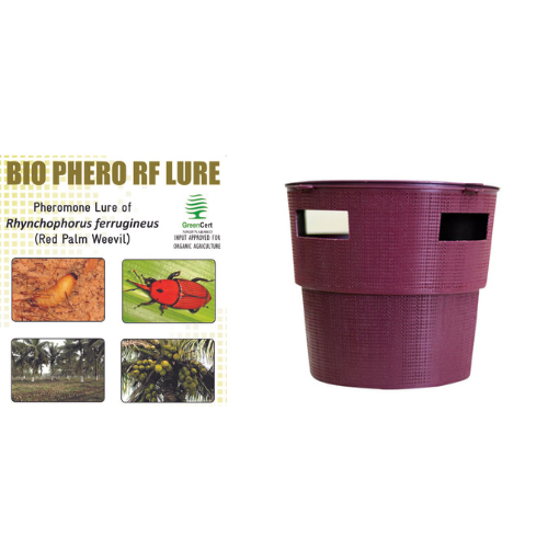 BIO PHERO RF with Bucket Trap Rhynchophorus ferrugineus(Red Palm Weevil) Pack of 5