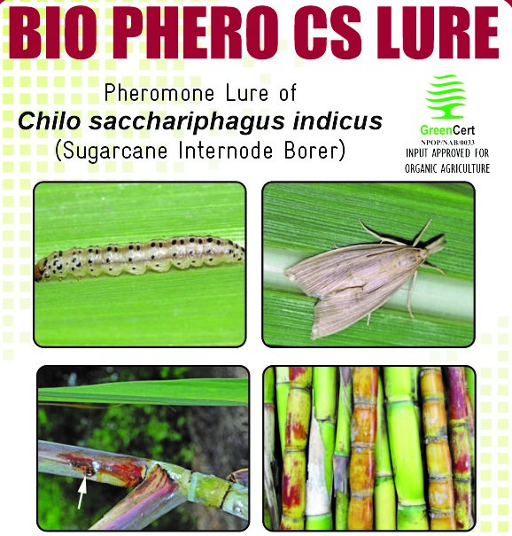 BIO PHERO CS With Delta Trap Chilo sacchariphagus indicus(Sugarcane Internode Borer) Pack of 10