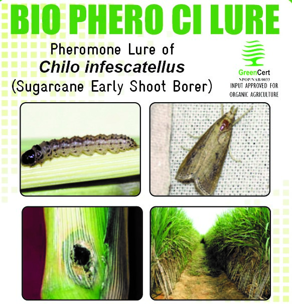 BIO PHERO CI with Delta Trap Chilo infescatellus(Sugarcane Early Shoot Borer) Pack of 10