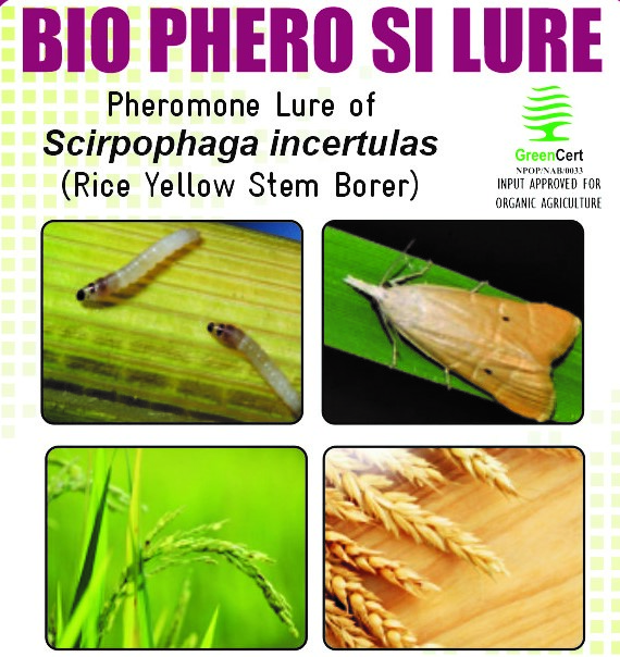 BIO PHERO SI with Funnel Trap Scirpophaga incertulas(Rice Yellow Stem Borer) Pack of 10