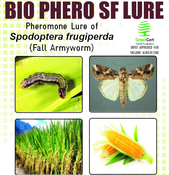 BIO PHERO SF with Funnel trap Spodoptera frugiperda(Fall Armyworm) Pack of 10
