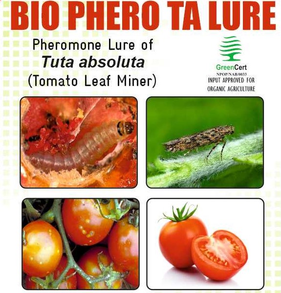 BIO PHERO TA with Delta Trap Tuta absuluta( Tomato Leaf Miner) Pack of 10