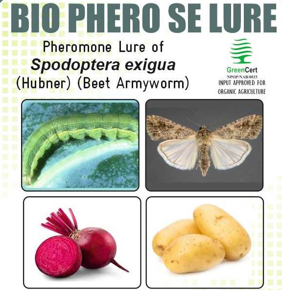 BIO PHERO SE with Funnel Trap Spodoptera exigua(Beet Armyworm) Pack of 10