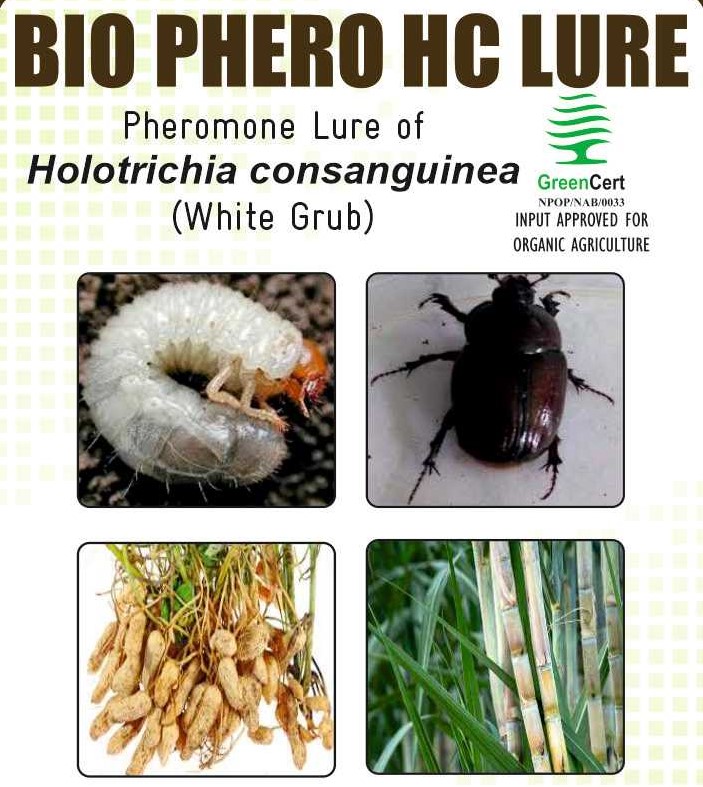 BIO PHERO HC with Water Trap Holotrichia consanguinea(White Grub) Pack Of 5
