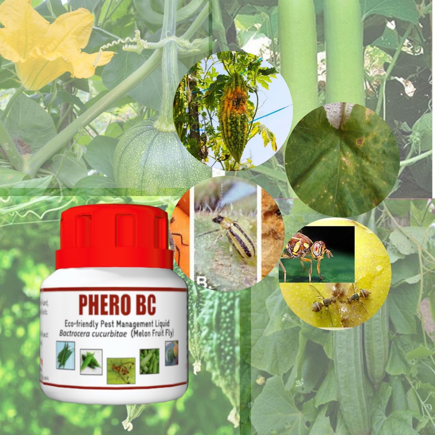 PHERO BC (Liquid Bottle) Bacterocera cucurbitae (Melon Fruit Fly) (25 ml*5))