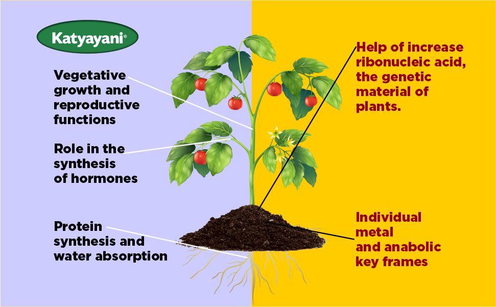 Katyayani Zinc Solubilizing Bacteria Bio fertilizer