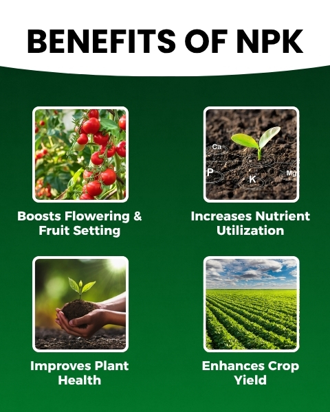 Katyayani NPK 00:52:34- Water Soluble Fertilizer | High Phosphorus and Potassium | NPK Fertilizer | Foliar Spray | Drip Irrigation | Flowering and Fruit Development