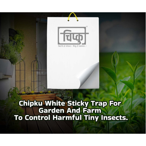 Chipku White sticky insect glue trap /white sticky paper /Glue board for chilli capsicum for control black thrips Pack of 25