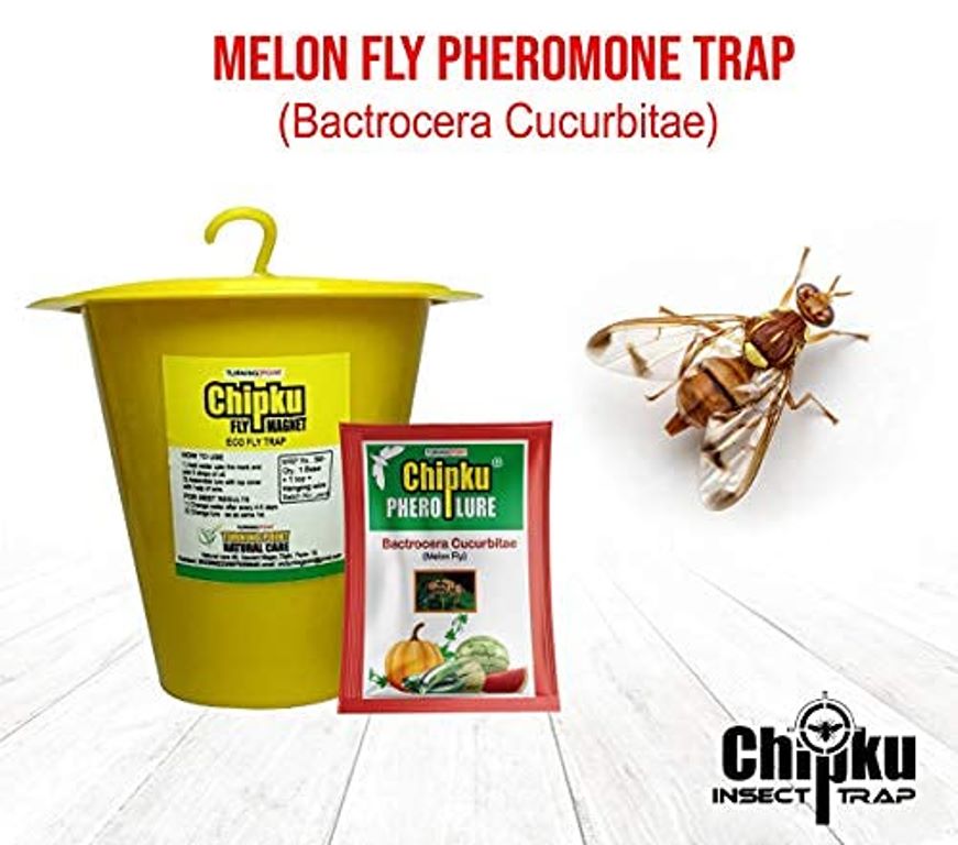 Chipku- melon Fly bactocera cucurbitae ECOMAX Pheromone trap pack of 10