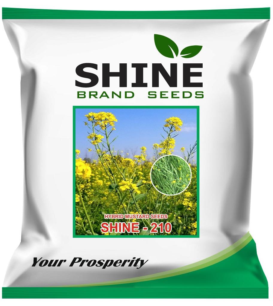 Mustard shine 210 seeds 