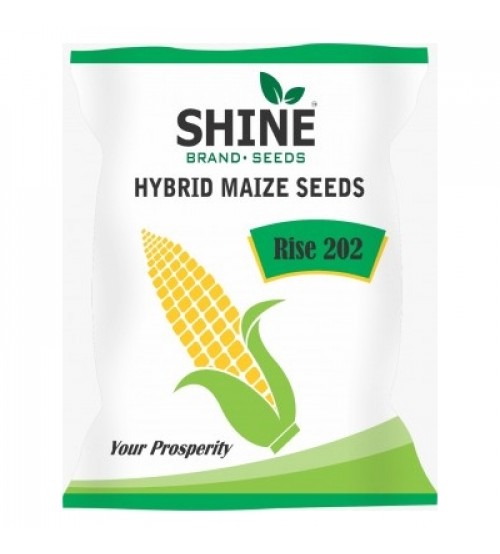 RISE AGRO RISE-202 SHINE HYBRID MAIZE SEEDS