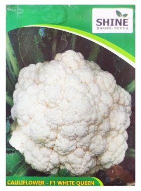 Cauliflower White Queen F1 , Phool Gobhi  