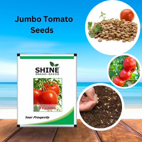 Tomato Jambo F1 Hybid Seeds