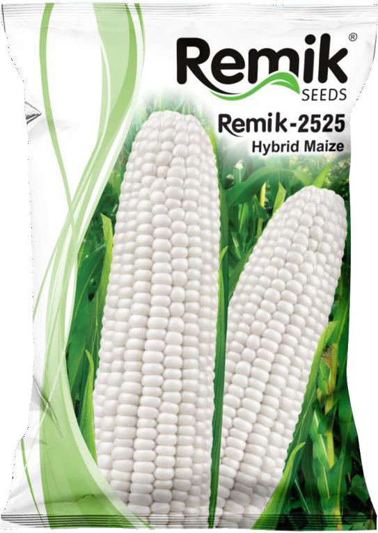 Hybrid maize  2525 Seed (Double cross white ) 