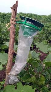 SK Agrotech Funnel Trap With Sugarcane Early Shoot Borer Lure (Chilo Infuscatellus).