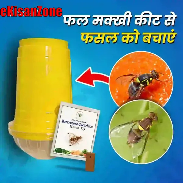 SK Agrotech Pheromone Eco Trap with Melon Fly Lure (Bactrocera Cucurbitae).