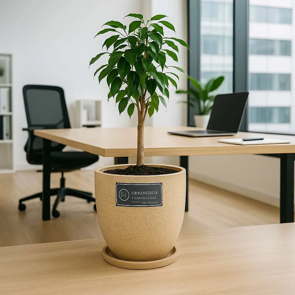 URBAN GROW | Aroma Pots – Home Garden Pots | Indoor Aroma Planters | Decorative Aroma Pots | Fragrance Pots