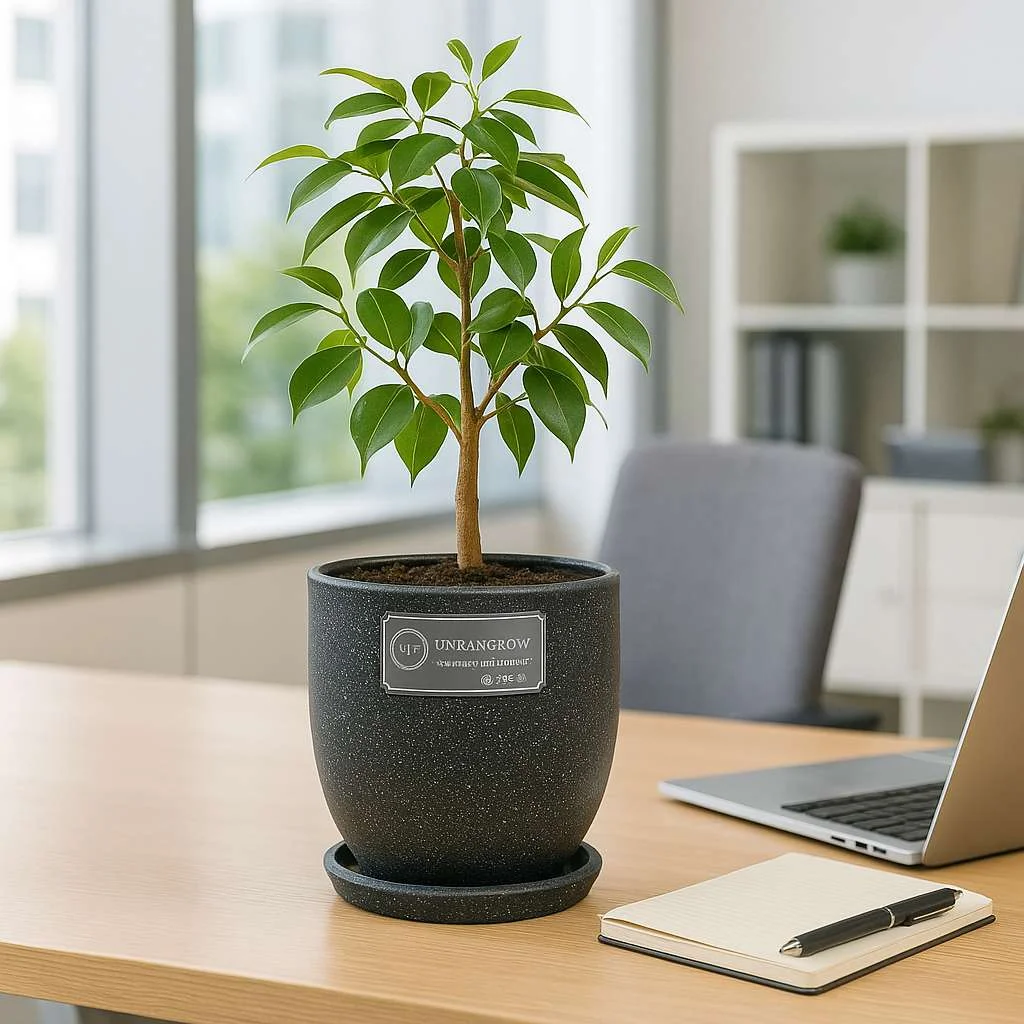 URBAN GROW | Aroma Pots – Home Garden Pots | Indoor Aroma Planters | Decorative Aroma Pots | Fragrance Pots