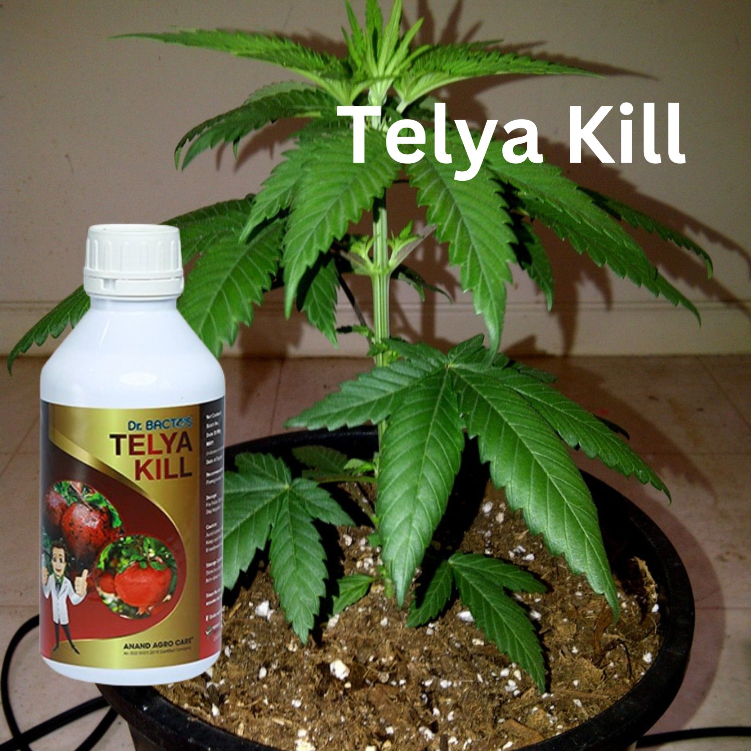 Dr. Bacto's  Telya Kill 
