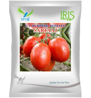 IRIS SEED | Sartaj F1 Hybrid Tomato Seeds | High Yielding Hybrid | Uniform Round & Firm Fruits | Excellent Shelf Life | Strong Plant Vigor | Ideal for Commercial Tomato Cultivation