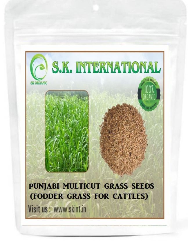  Punjabi Multicut Grass Seeds for Cattle Feed Fodder, Multicut Grass  