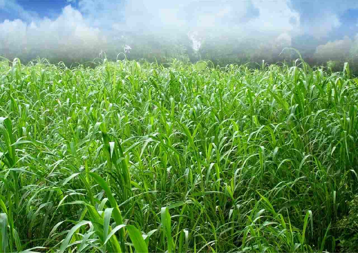 SK ORGANIC Punjabi Multicut Grass Seeds for cattle feed fodder