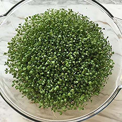  SK ORGANIC Clover Seeds (Barseem Seeds) for Microgreens and Sprouting Multigrass cut