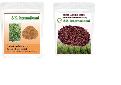  Combo Pack 2 (Alfalfa Lucerne seeds 500 Gm + Hedge Lucerne Seeds 500 Gm) Velimasal-Dasrath Seeds