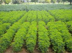 SK ORGANIC Combo Pack (Alfalfa Lucerne seeds 500 Gm + Hedge Lucerne Seeds 500 Gm) Velimasal-Dasrath Seeds