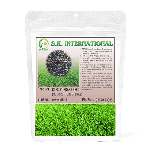  COFS 31 Multicut Grass Seeds For Cattle Feed, Green Grass, Fodder Grass  